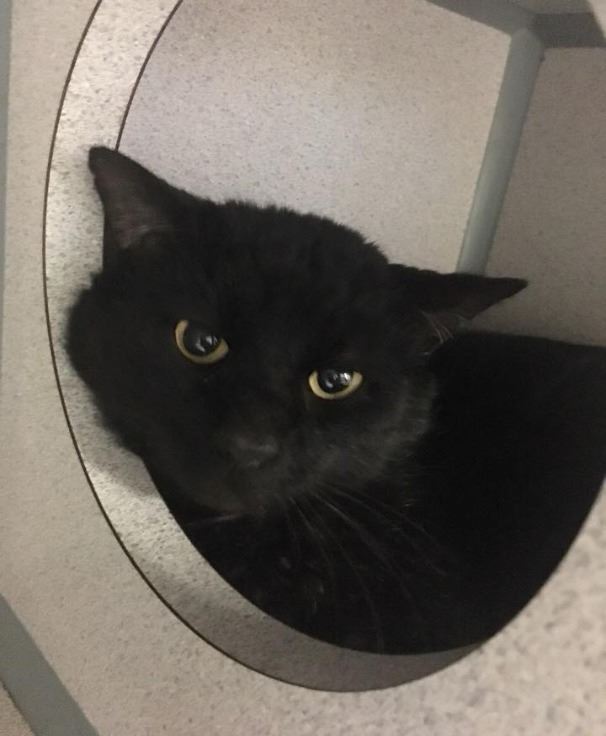 black cat at shelter 
