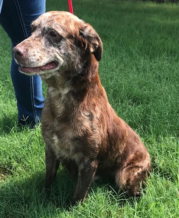 brown and white dog sitting 